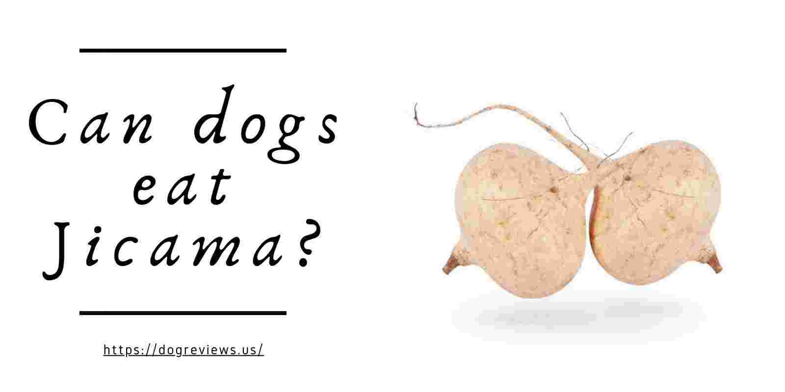 Can dogs eat Jicama?