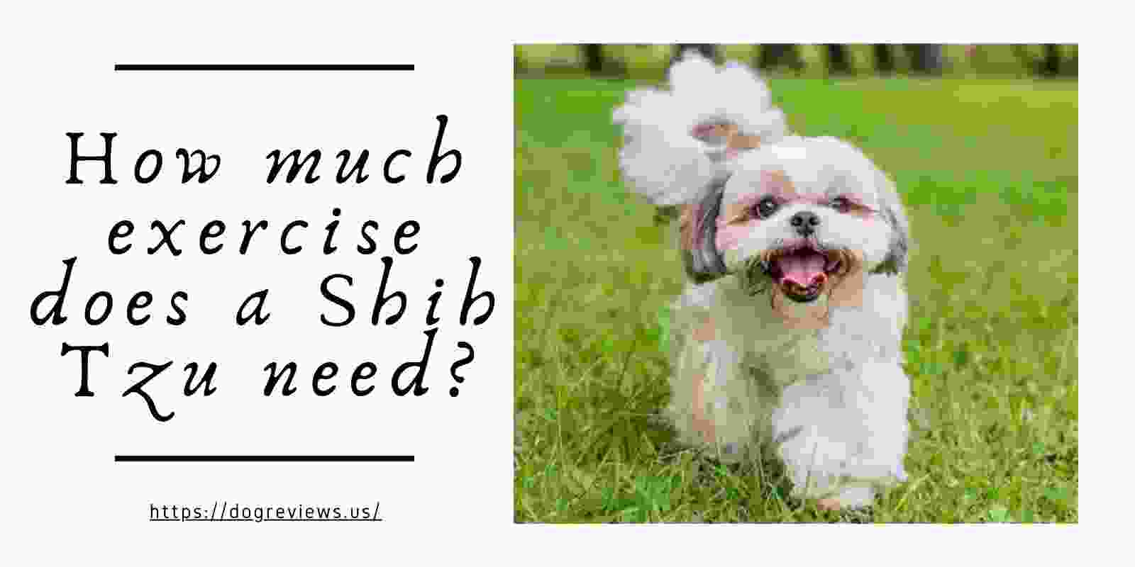 How much exercise does a Shih Tzu need?