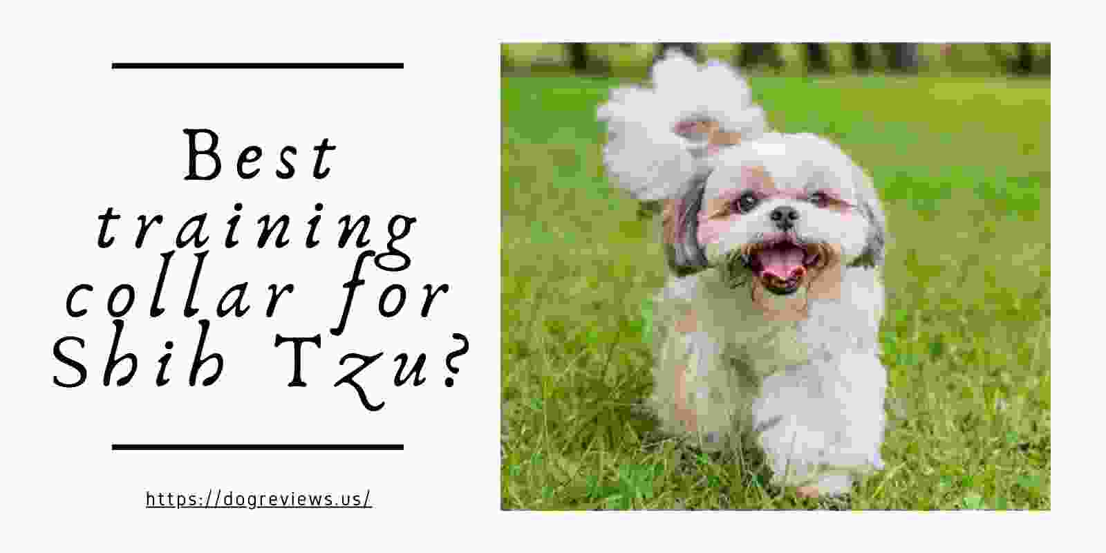 What is the best training collar for Shih Tzu?
