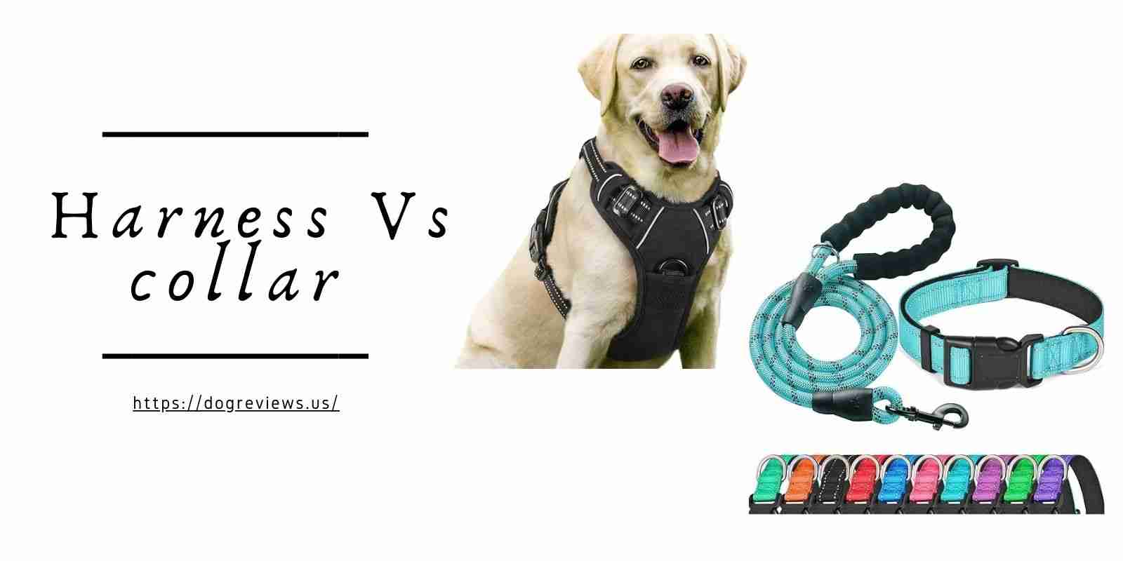 Dog Harness Vs collar